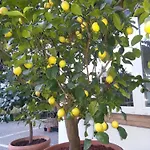 Jasmin Bed & Breakfast Merano