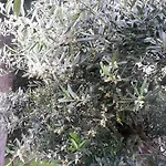 Bed & Breakfast Jasmin 3*