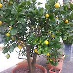 Jasmin