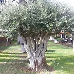 Jasmin Отель типа 