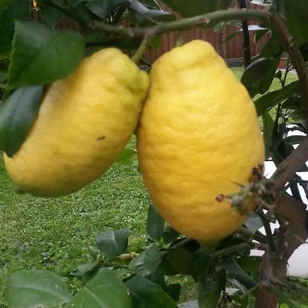 Jasmin Alojamento de Acomodação e Pequeno-almoço Merano