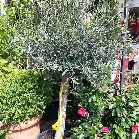 Alojamento de Acomodação e Pequeno-almoço Jasmin