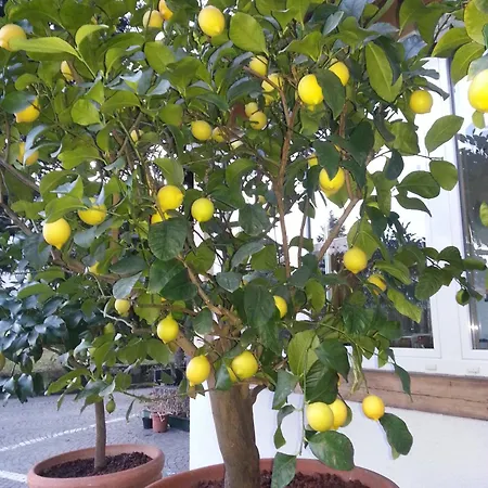 Jasmin Alojamento de Acomodação e Pequeno-almoço Merano