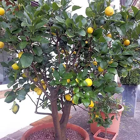 Jasmin Готель типу 