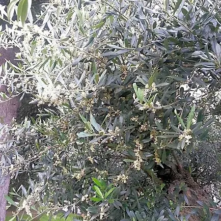 Jasmin