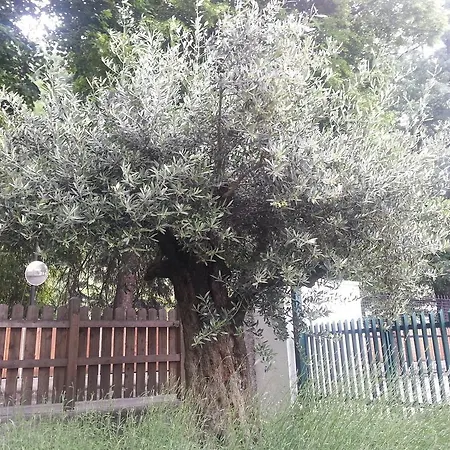 Alojamento de Acomodação e Pequeno-almoço Jasmin 3*