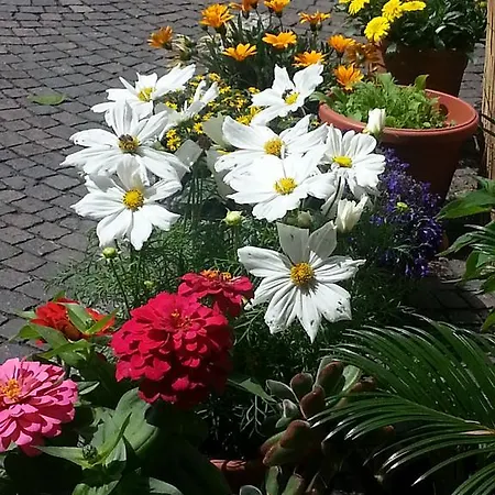 Alojamento de Acomodação e Pequeno-almoço Jasmin 3*