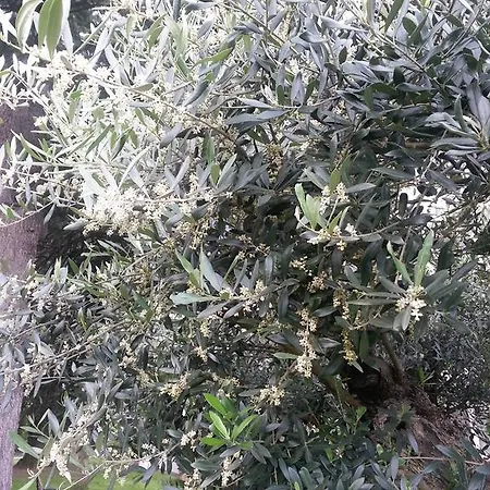 Alojamento de Acomodação e Pequeno-almoço Jasmin 3*