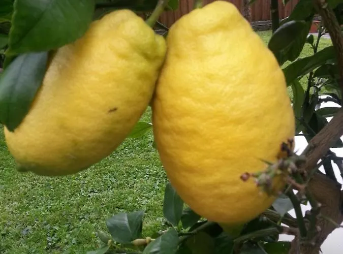 Jasmin Bed and breakfast Merano