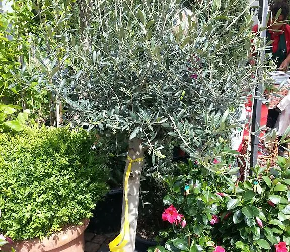 Nocleg ze śniadaniem Jasmin