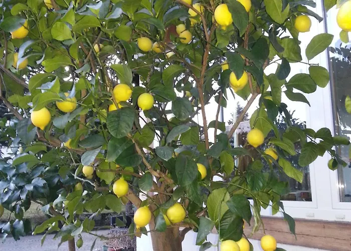 Jasmin Bed and breakfast Merano