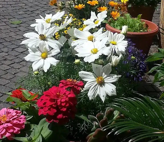 Bed & Breakfast Jasmin 3*