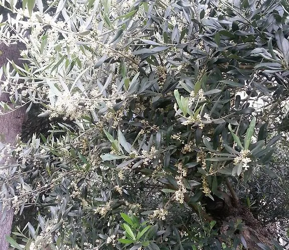 Bed & Breakfast Jasmin 3*